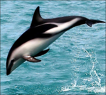 20120522-Species DuskyDolphin.jpg